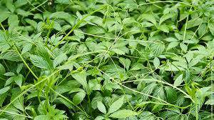 Jiaogulan of Gynostemma Pentaphyllum adaptogene anti-cancer tea plant