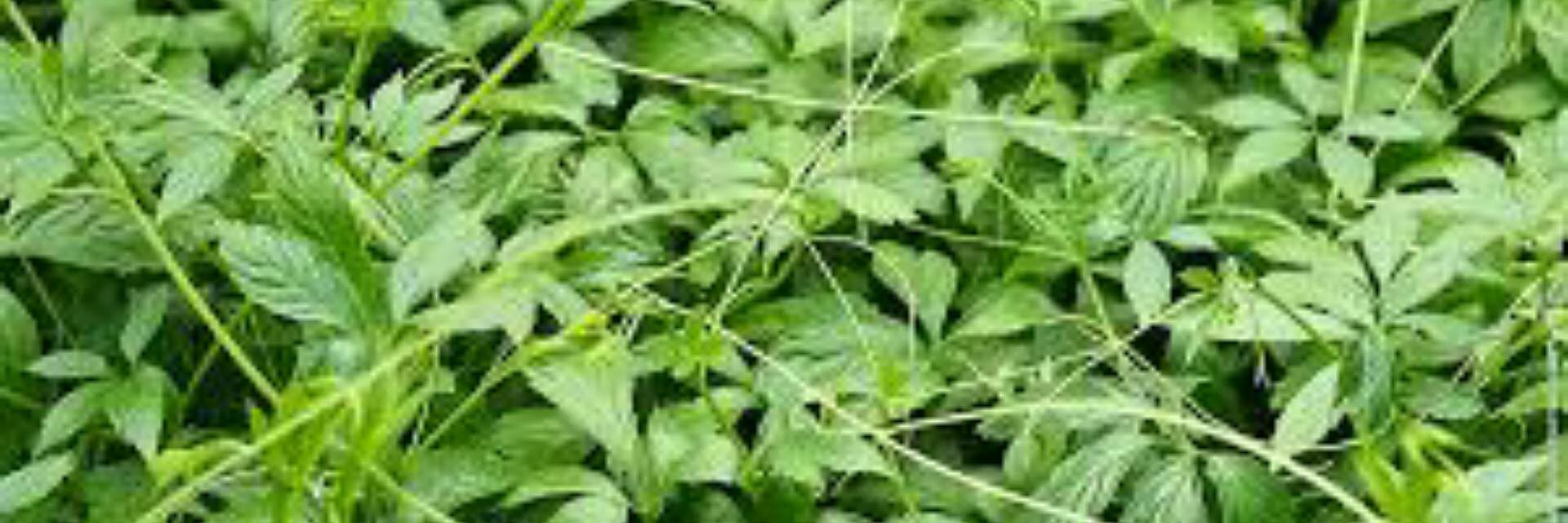 Jiaogulan of Gynostemma Pentaphyllum adaptogene anti-cancer tea plant